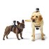 GoPro Soporte Fetch Dog Harness